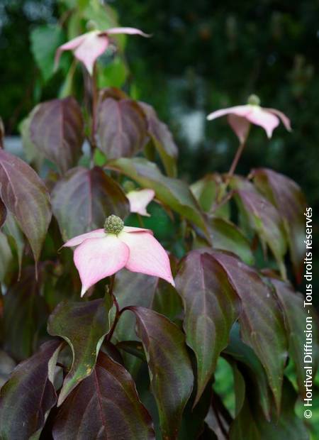 © Hortival Diffusion - Tous droits réservés