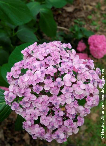 © Hortival Diffusion - Tous droits réservés