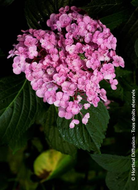 © Hortival Diffusion - Tous droits réservés