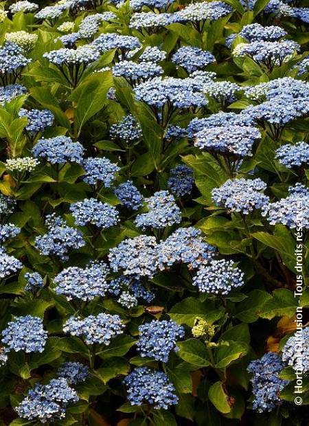 © Hortival Diffusion - Tous droits réservés