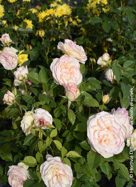 © Hortival Diffusion - Tous droits réservés