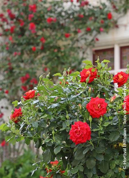 © Hortival Diffusion - Tous droits réservés