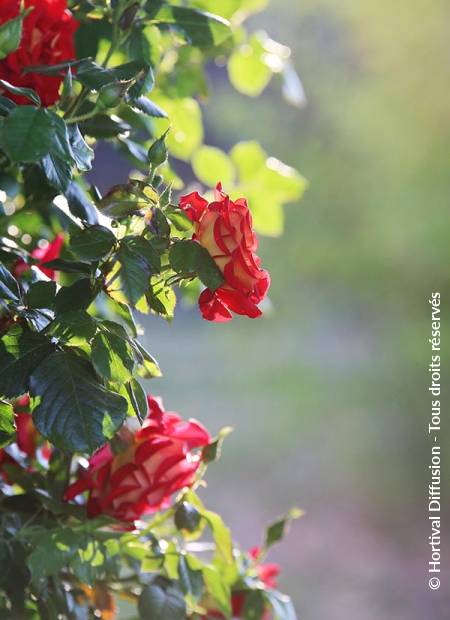 © Hortival Diffusion - Tous droits réservés
