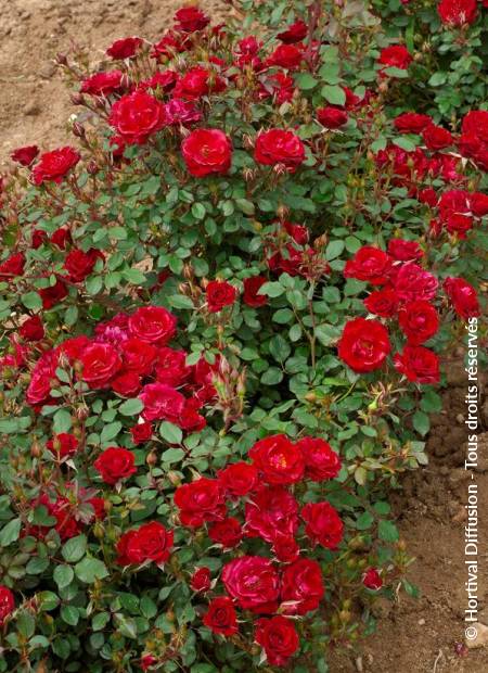 © Hortival Diffusion - Tous droits réservés