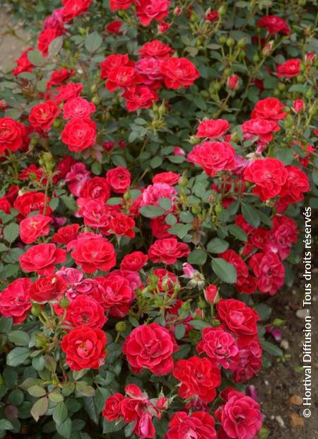 © Hortival Diffusion - Tous droits réservés