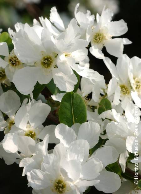 © Hortival Diffusion - Tous droits réservés