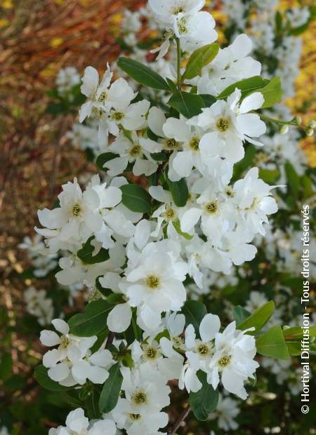 © Hortival Diffusion - Tous droits réservés