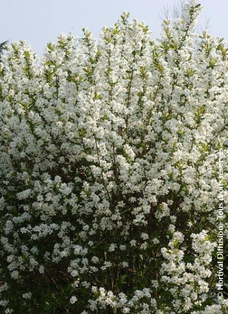 © Hortival Diffusion - Tous droits réservés