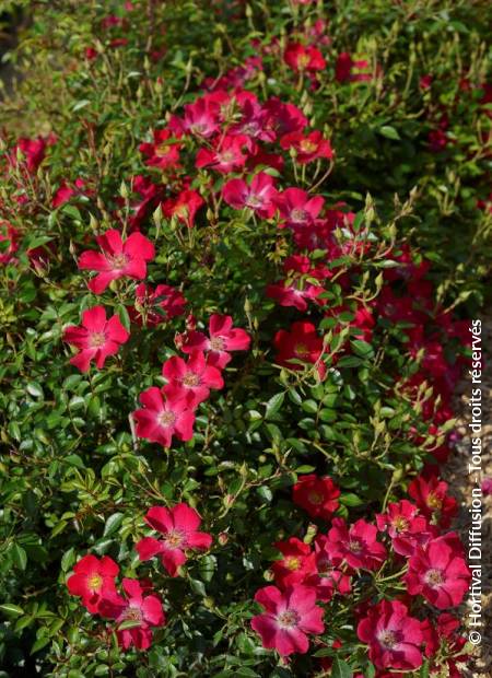 © Hortival Diffusion - Tous droits réservés