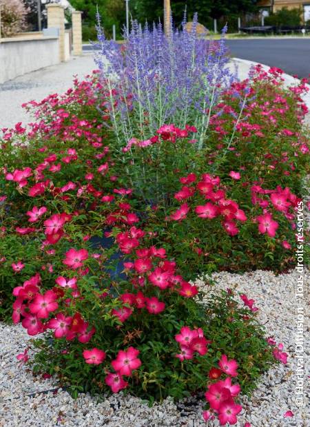 © Hortival Diffusion - Tous droits réservés