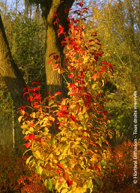 © Hortival Diffusion - Tous droits réservés