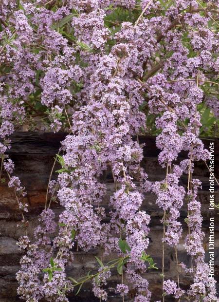 © Hortival Diffusion - Tous droits réservés