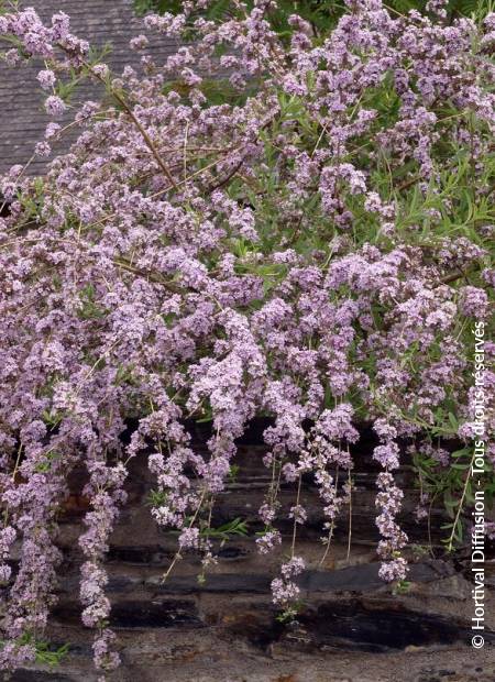 © Hortival Diffusion - Tous droits réservés