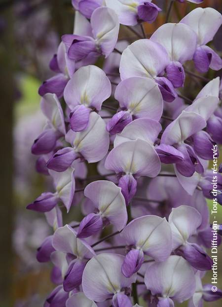 © Hortival Diffusion - Tous droits réservés