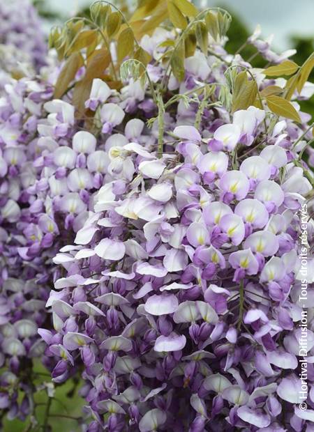 © Hortival Diffusion - Tous droits réservés