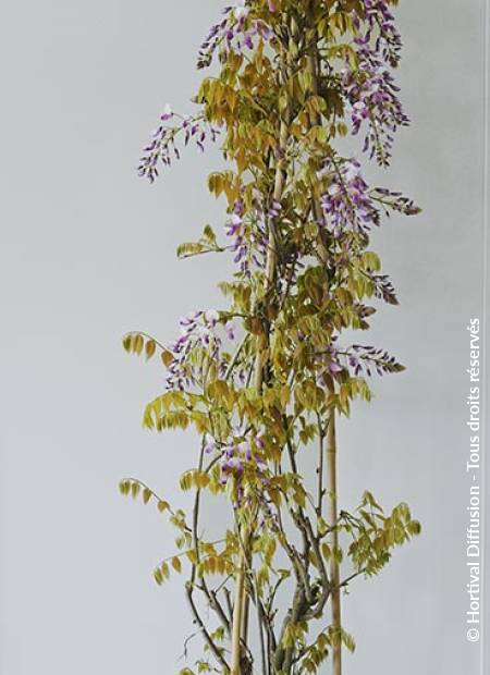 © Hortival Diffusion - Tous droits réservés