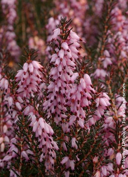 © Hortival Diffusion - Tous droits réservés