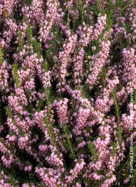 © Hortival Diffusion - Tous droits réservés