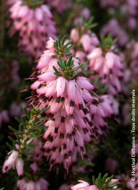 © Hortival Diffusion - Tous droits réservés