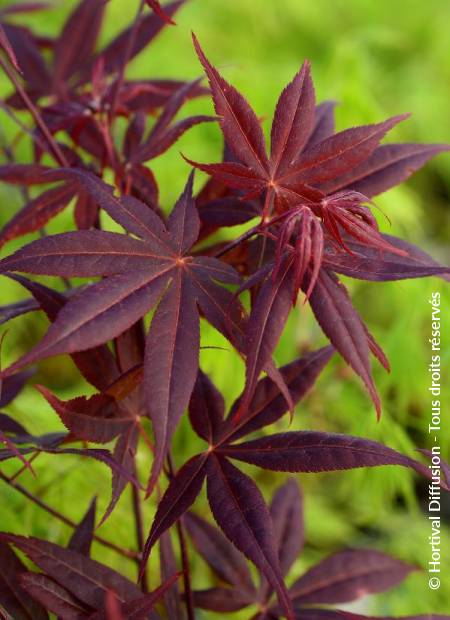 © Hortival Diffusion - Tous droits réservés