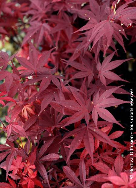 © Hortival Diffusion - Tous droits réservés