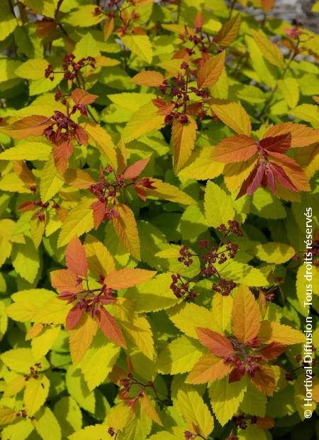 © Hortival Diffusion - Tous droits réservés