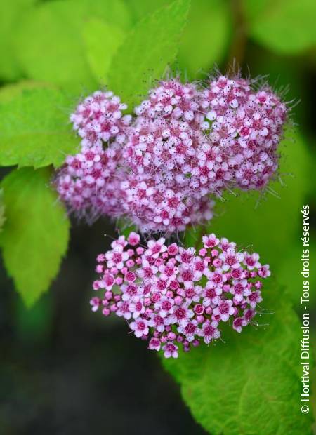 © Hortival Diffusion - Tous droits réservés