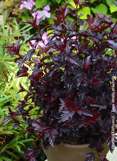 © Hortival Diffusion - Tous droits réservés