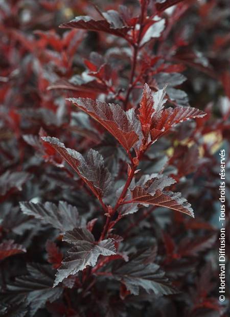 © Hortival Diffusion - Tous droits réservés