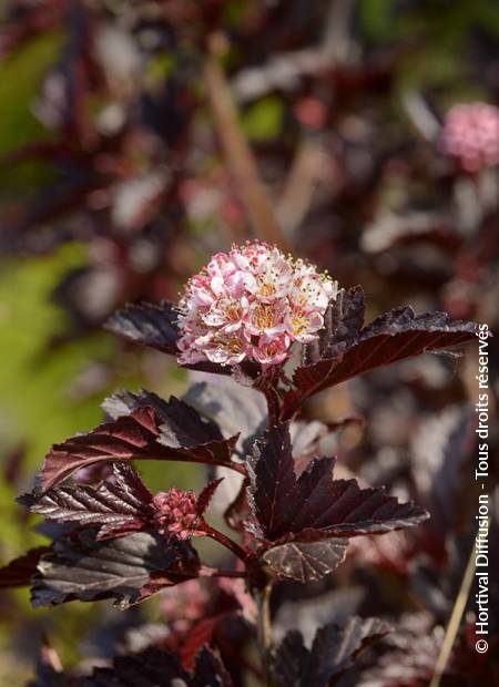 © Hortival Diffusion - Tous droits réservés