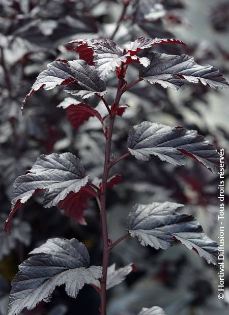 © Hortival Diffusion - Tous droits réservés