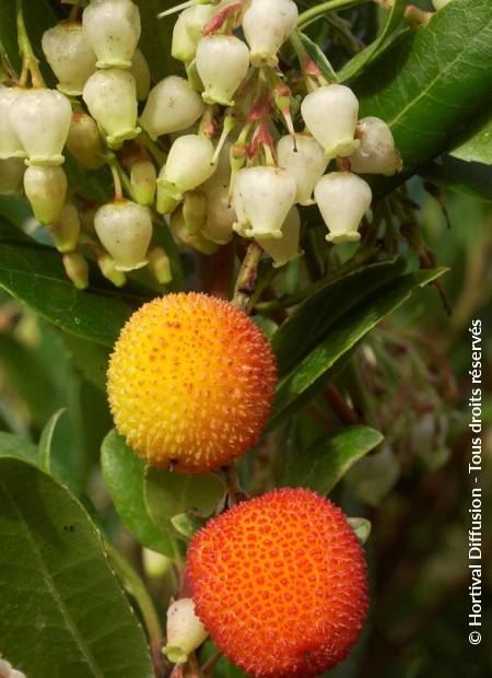 © Hortival Diffusion - Tous droits réservés