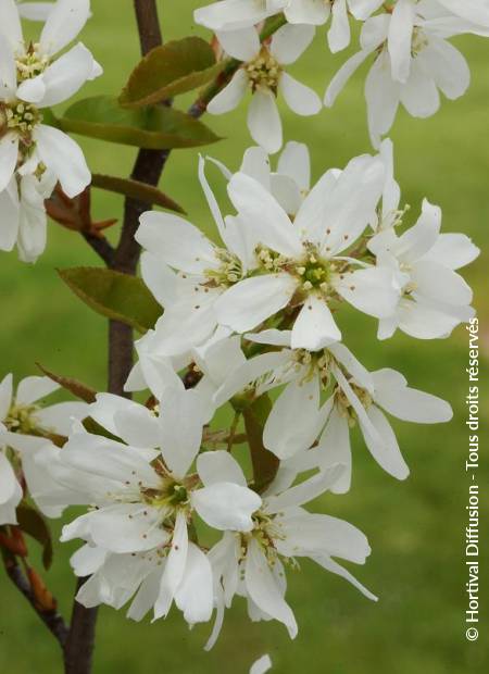 © Hortival Diffusion - Tous droits réservés