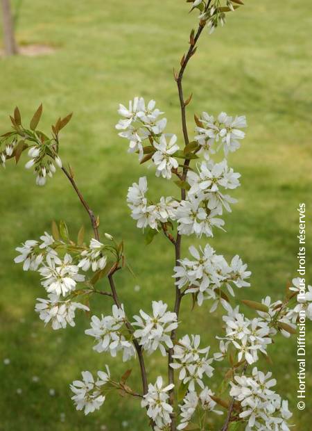 © Hortival Diffusion - Tous droits réservés