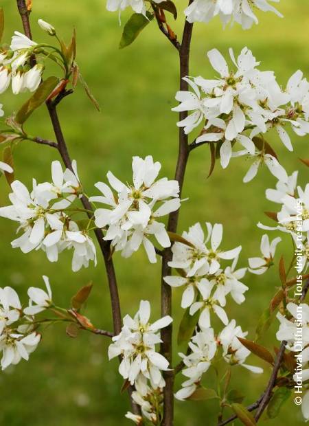 © Hortival Diffusion - Tous droits réservés