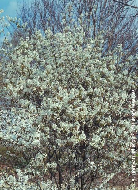 © Hortival Diffusion - Tous droits réservés