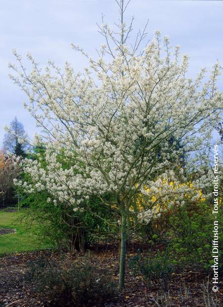 © Hortival Diffusion - Tous droits réservés