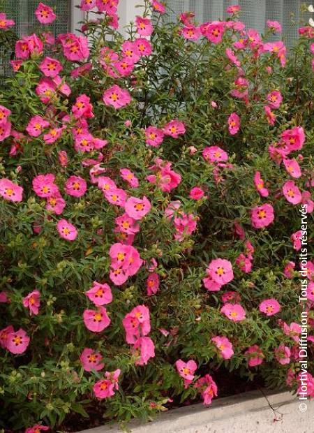 © Hortival Diffusion - Tous droits réservés