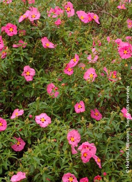 © Hortival Diffusion - Tous droits réservés