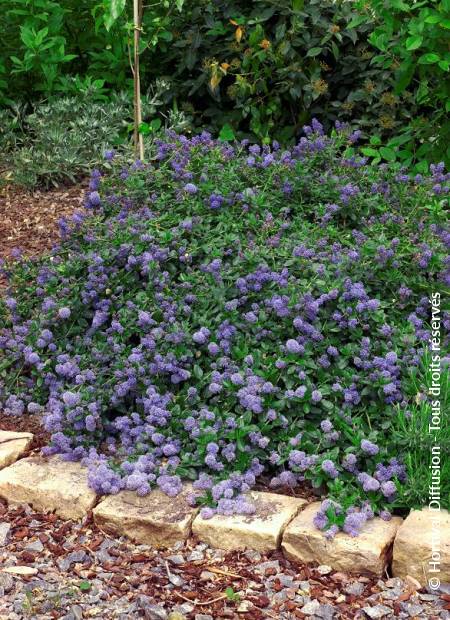 © Hortival Diffusion - Tous droits réservés