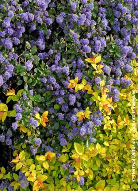 © Hortival Diffusion - Tous droits réservés