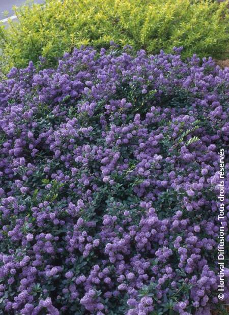 © Hortival Diffusion - Tous droits réservés