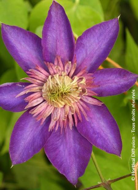 CLEMATIS 'MULTI BLUE' | Minier Solution Pro