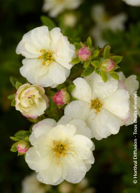 © Hortival Diffusion - Tous droits réservés