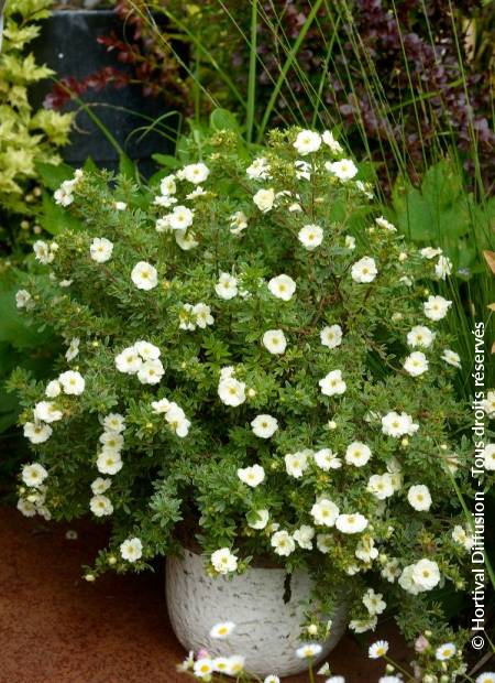 © Hortival Diffusion - Tous droits réservés