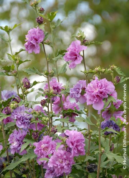 © Hortival Diffusion - Tous droits réservés