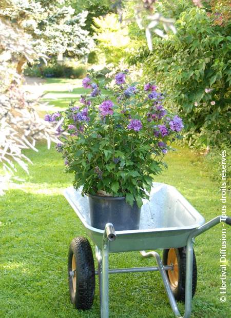 © Hortival Diffusion - Tous droits réservés