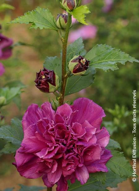 © Hortival Diffusion - Tous droits réservés