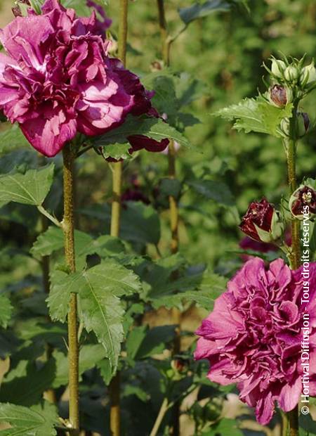 © Hortival Diffusion - Tous droits réservés