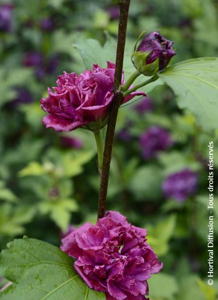 © Hortival Diffusion - Tous droits réservés